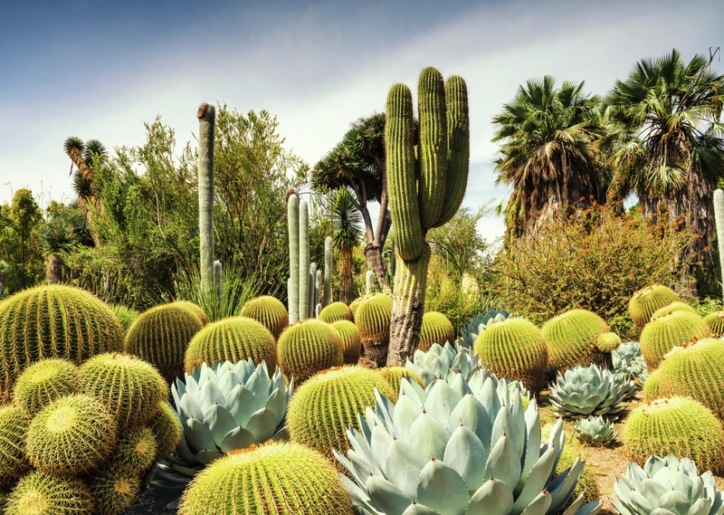 PFG Ravensburger Exclusive - Beautiful Gardens - Huntington Desert Garden, California, USA (Usage/Used - PUZZLES FOR GOOD)