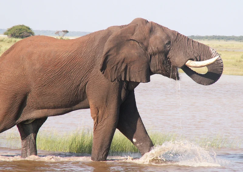 82624 Natur - Elefant Puzzle