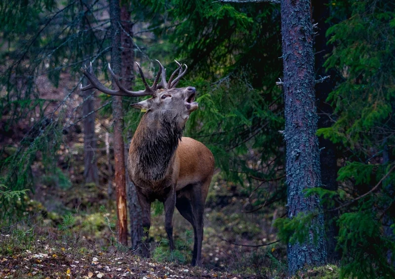 50858 Tierwelt - Norwegen Puzzle