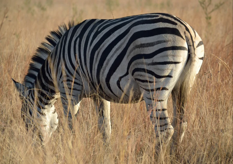 82687 Natur - Zebra Puzzle
