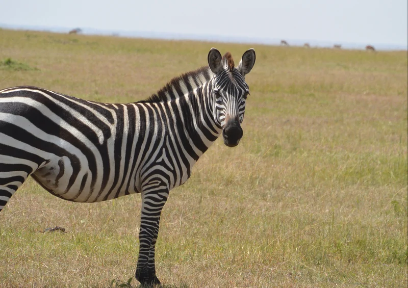 82698 Natur - Zebra Puzzle