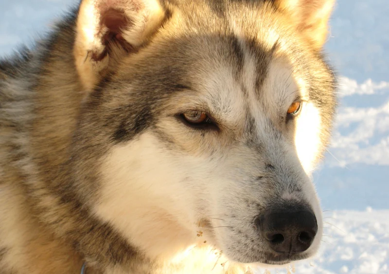 69588 Tierwelt - Husky Puzzle