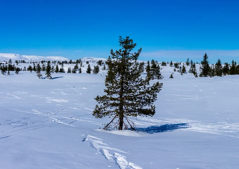 50813 Natur - Winter Puzzle