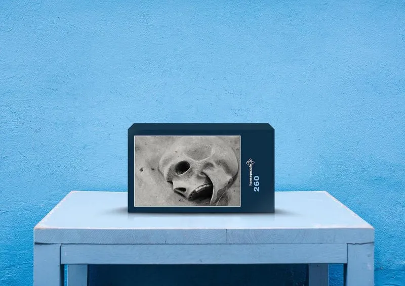 68796 Hintergründe - Fossil Puzzle