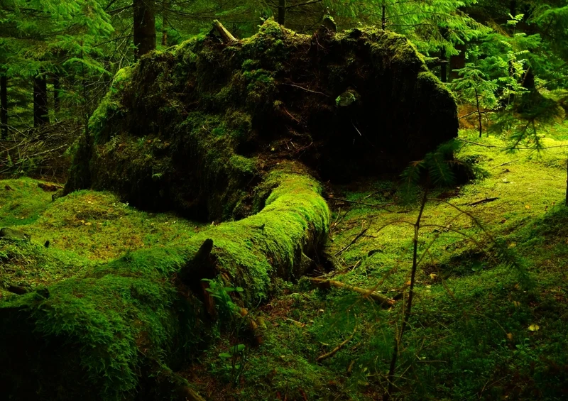 50750 Natur - Norwegen Puzzle