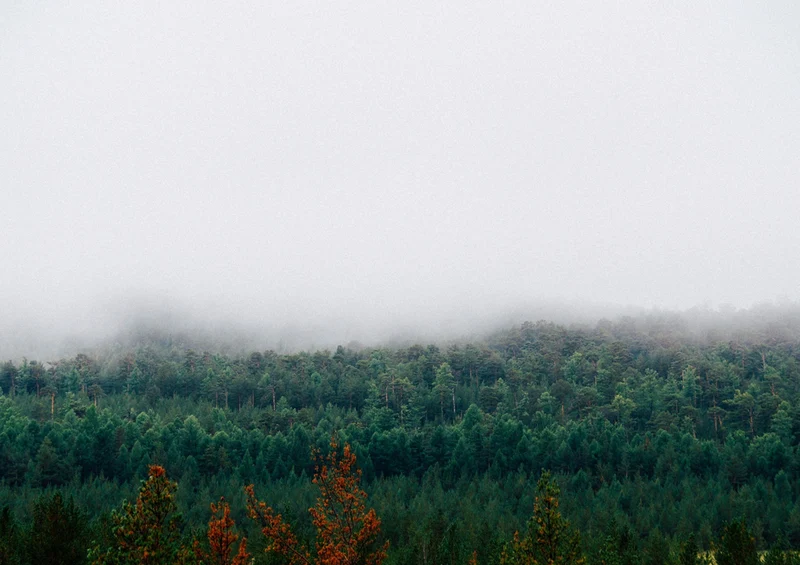 67511 Natur - Nebel Puzzle