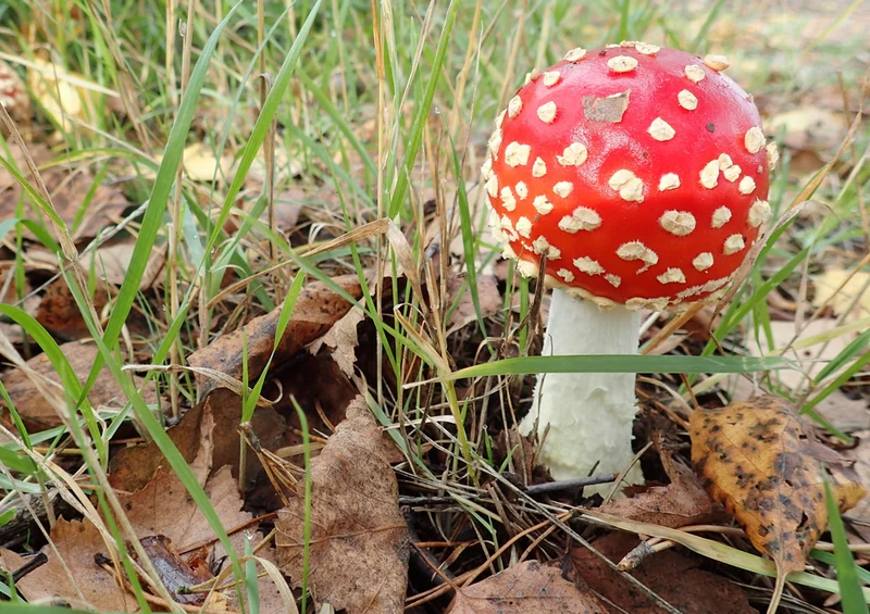 69687 Hintergründe - Fliegenpilz Puzzle