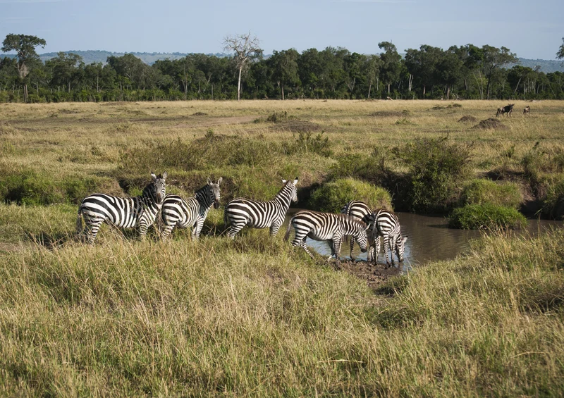 82702 Natur - Zebra Puzzle