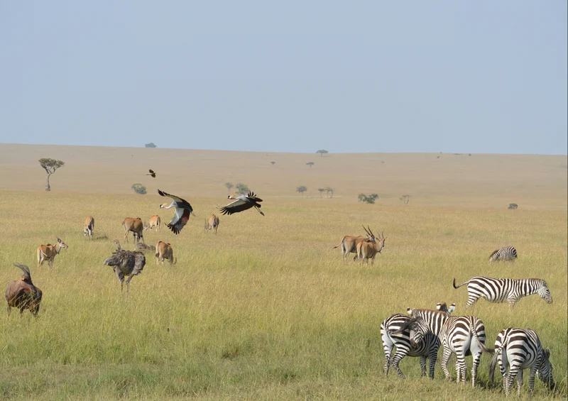 82724 Tierwelt - Afrika Puzzle