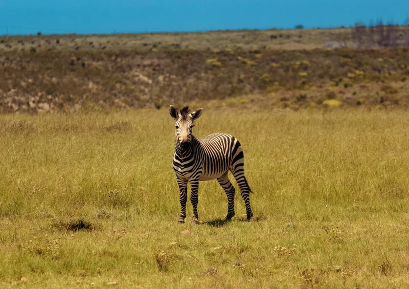 82738 Natur - Zebra Puzzle