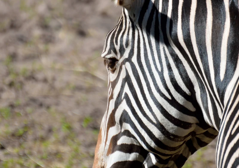 82789 Natur - Zebra Puzzle