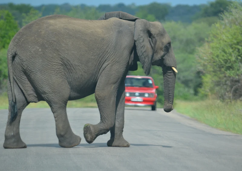 82794 Natur - Elefant Puzzle