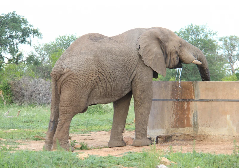 82808 Natur - Elefant Puzzle
