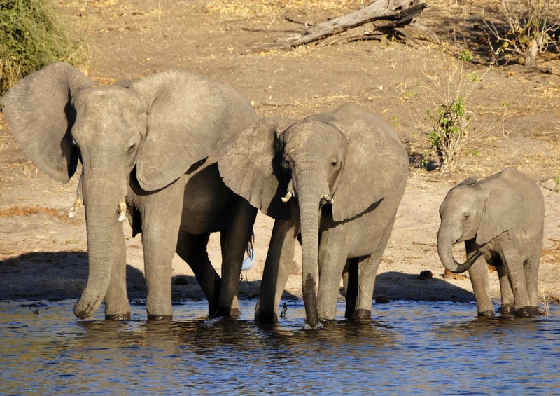82815 Natur - Elefant Puzzle