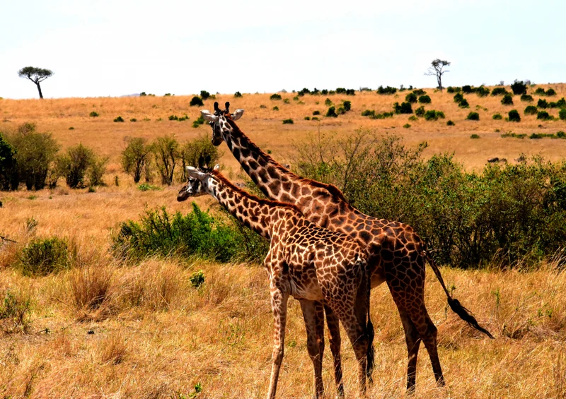 82818 Natur - Giraffen Puzzle