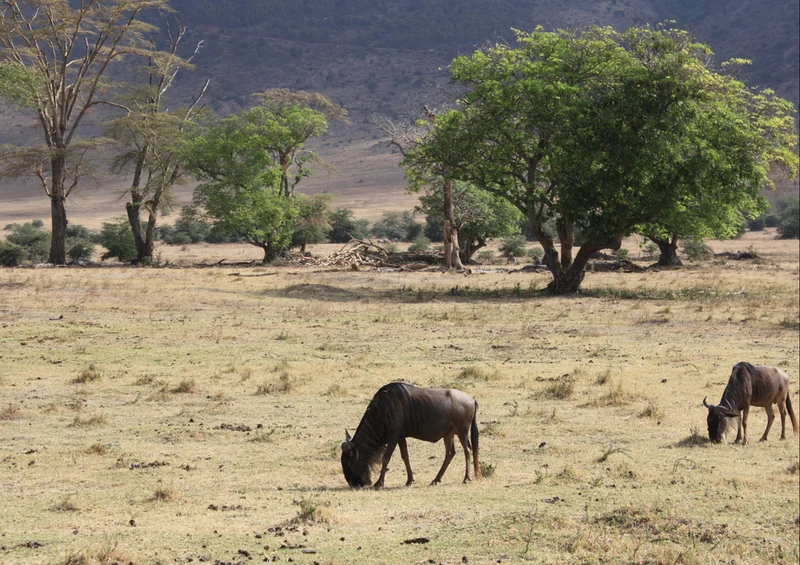 82875 Natur - Gnus Puzzle
