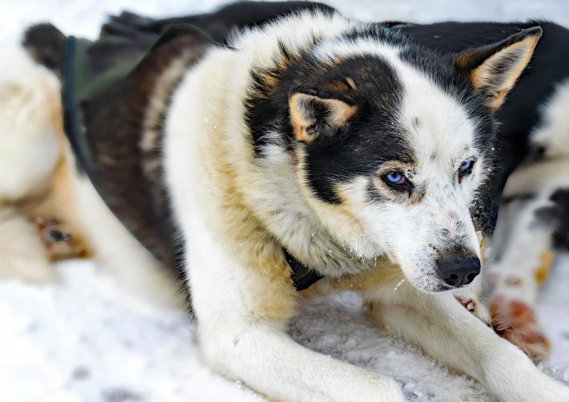70268 Tierwelt - Husky Puzzle