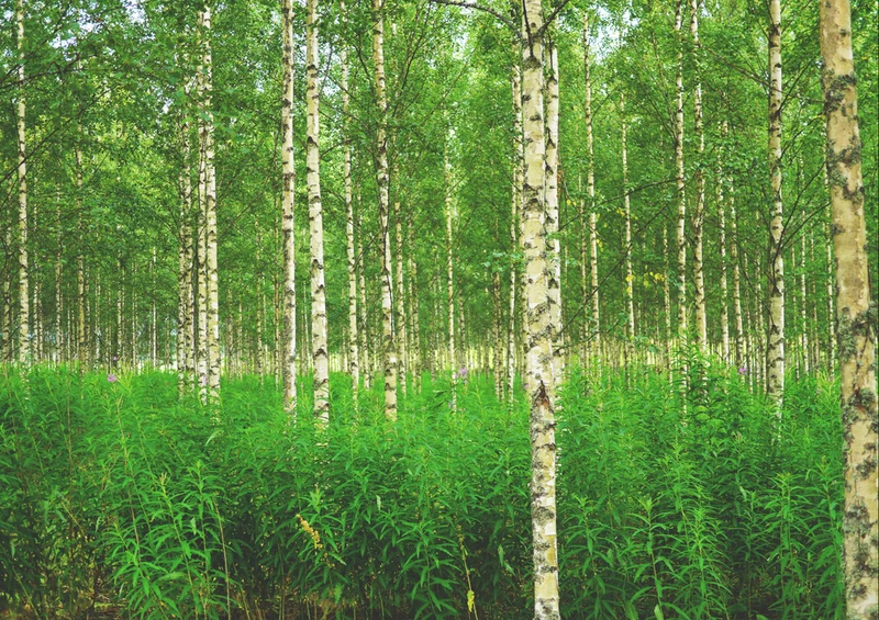 70277 Natur - Wald Puzzle
