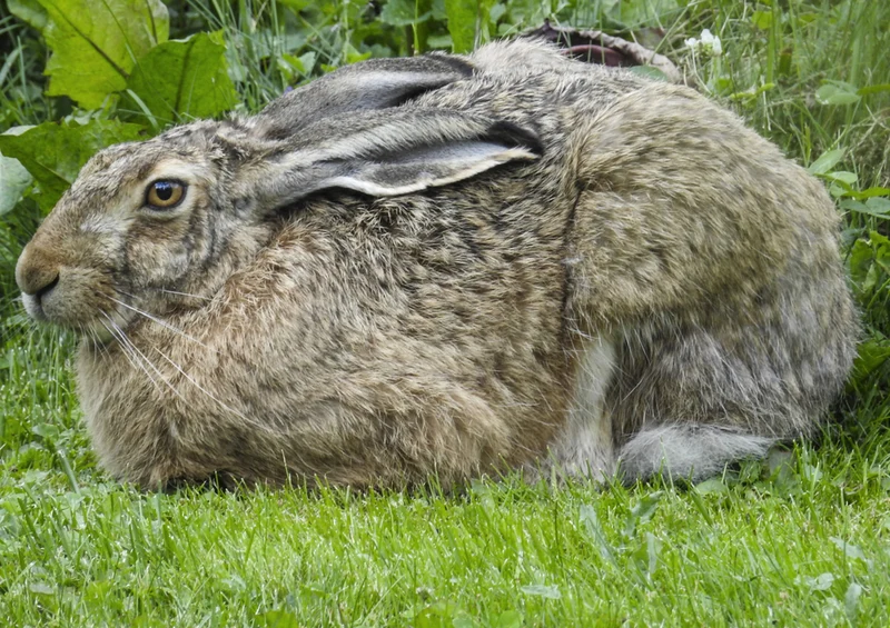 70351 Tierwelt - Hase Puzzle