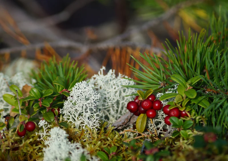 70355 Natur - Beeren Puzzle