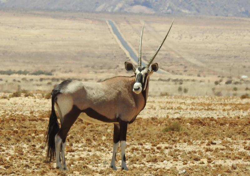 71153 Natur - Antilope Puzzle