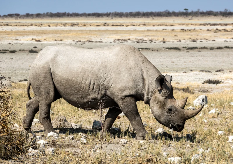71154 Natur - Nashorn Puzzle