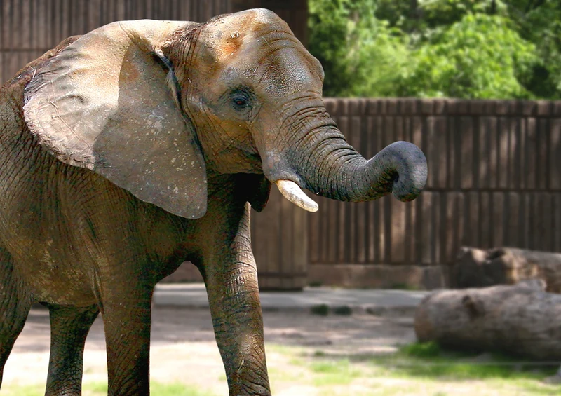 71101 Natur - Elefant Puzzle