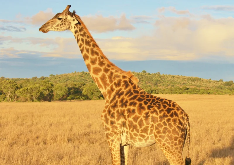 71186 Natur - Giraffe Puzzle