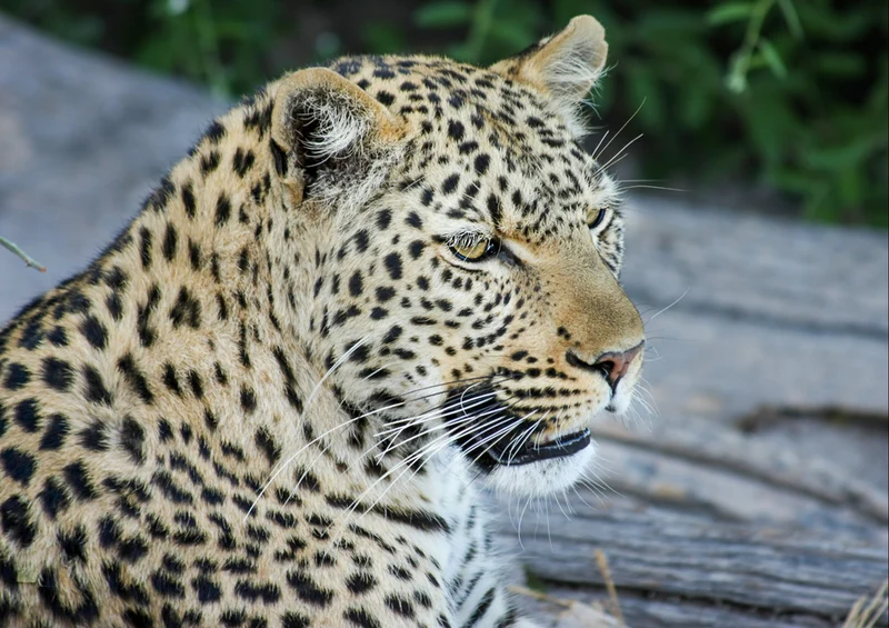 71218 Natur - Leopard Puzzle