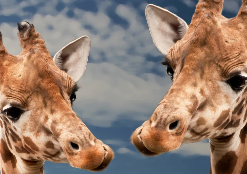 71221 Natur - Giraffen Puzzle