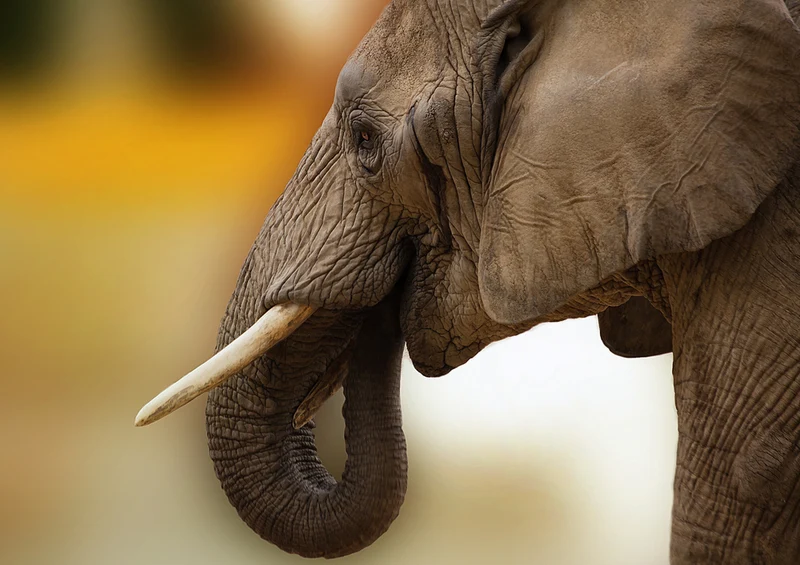 71227 Natur - Elefant Puzzle