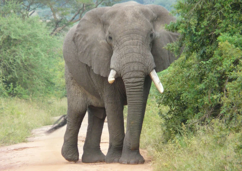 71233 Natur - Elefant Puzzle