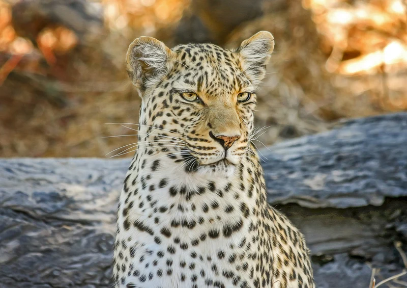 71236 Natur - Leopard Puzzle