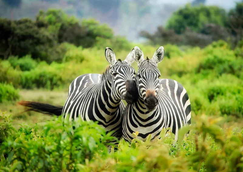 71239 Natur - Zebra Puzzle