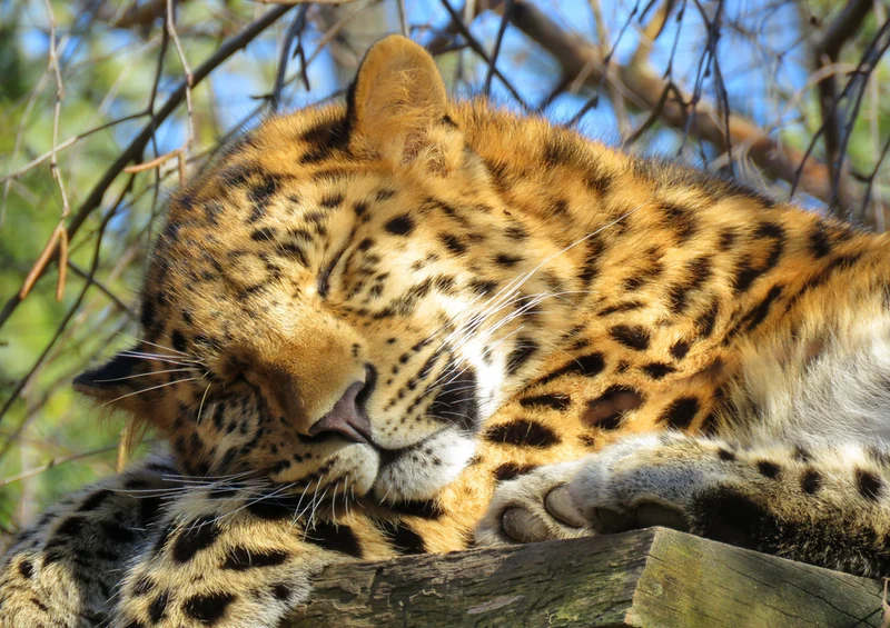 72812 Tierwelt - Leopard Puzzle
