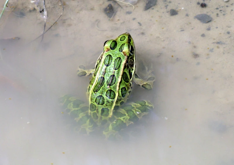 73012 Tierwelt - Frosch Puzzle