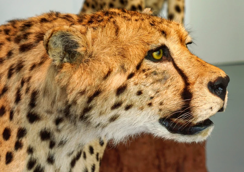 73052 Tierwelt - Leopard Puzzle