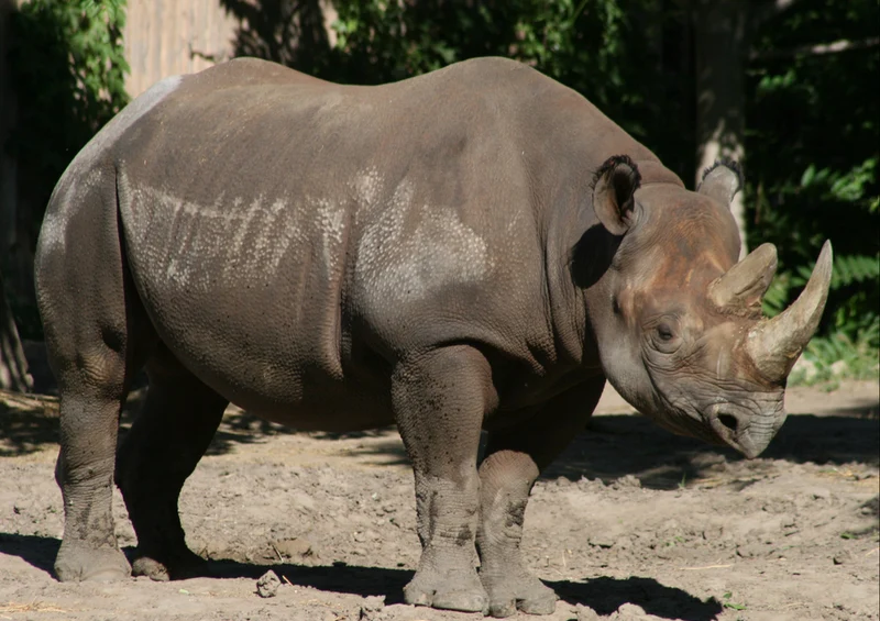 71242 Natur - Nashorn Puzzle