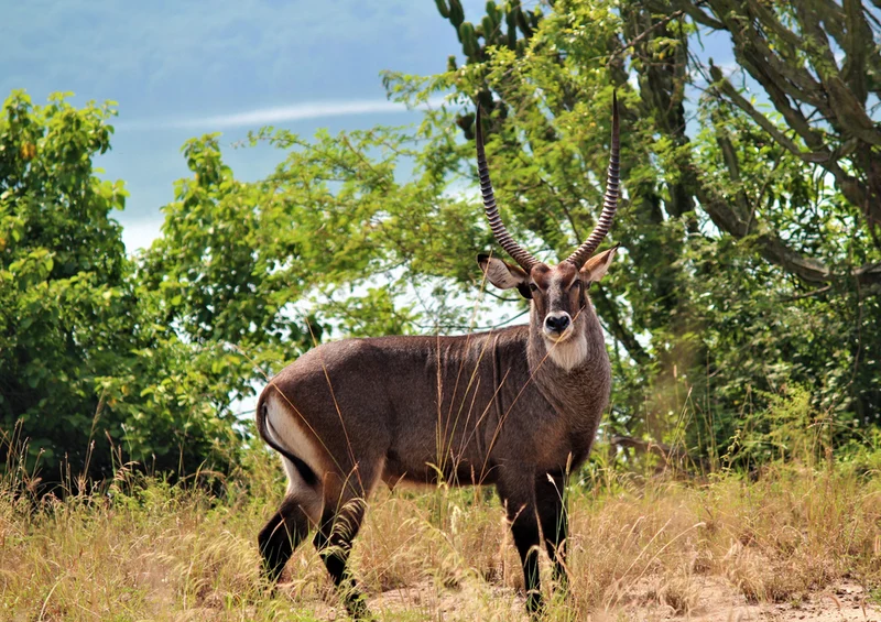 72072 Tierwelt - Antilope Puzzle