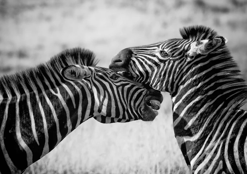 72075 Tierwelt - Zebras Puzzle