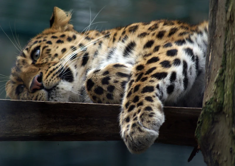 71378 Natur - Leopard Puzzle