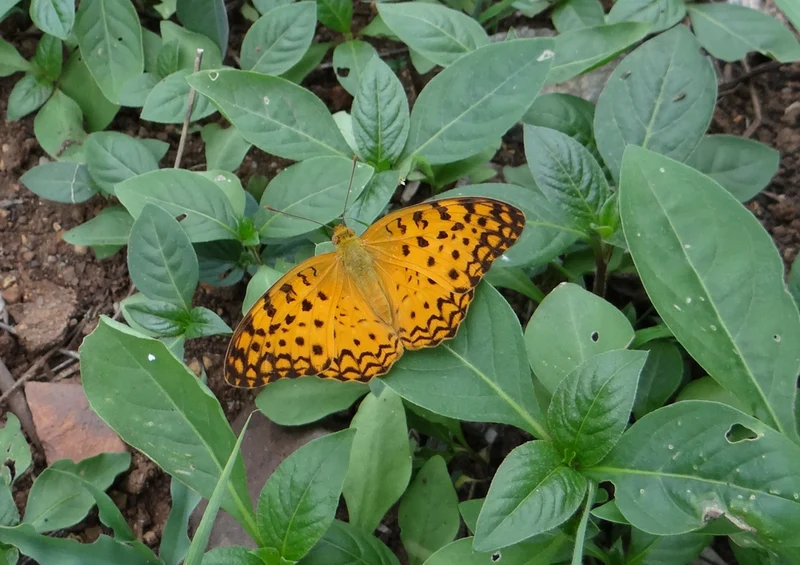 72830 Natur - Schmetterling Puzzle