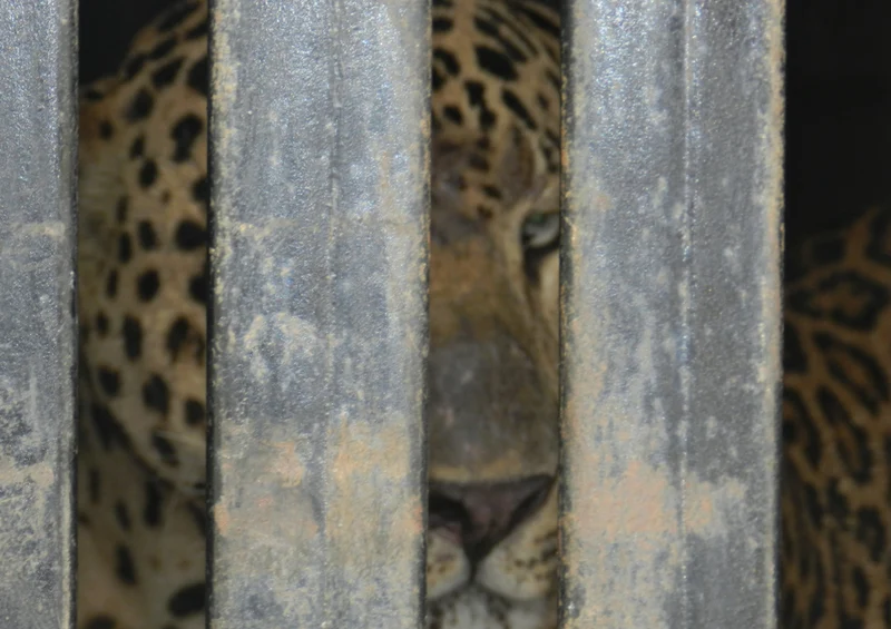 72847 Tierwelt - Leopard Puzzle