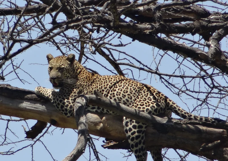 73316 Tierwelt - Leopard auf Baum Puzzle
