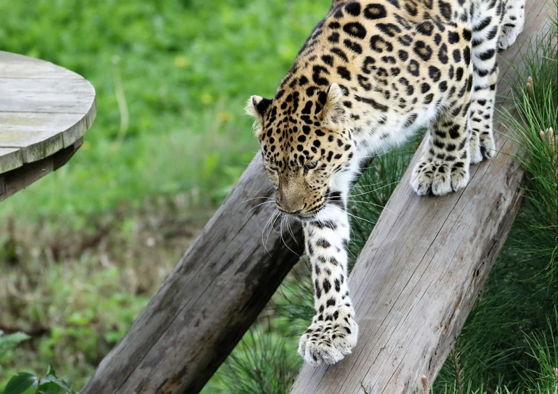 73336 Tierwelt - Leopard Puzzle