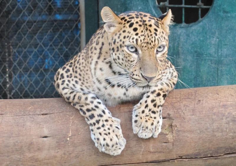 73341 Tierwelt - Leopard Puzzle