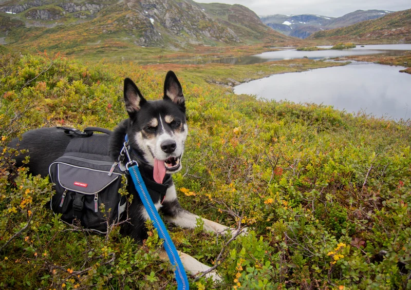 71466 Tierwelt - Husky Puzzle