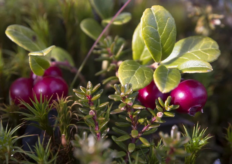 71451 Natur - Preiselbeeren Puzzle