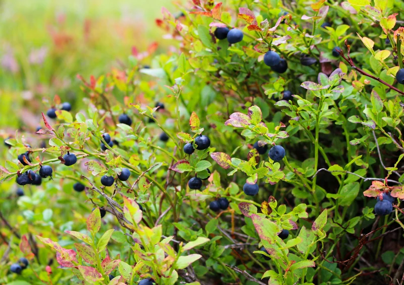 72084 Hintergründe - Beeren Puzzle