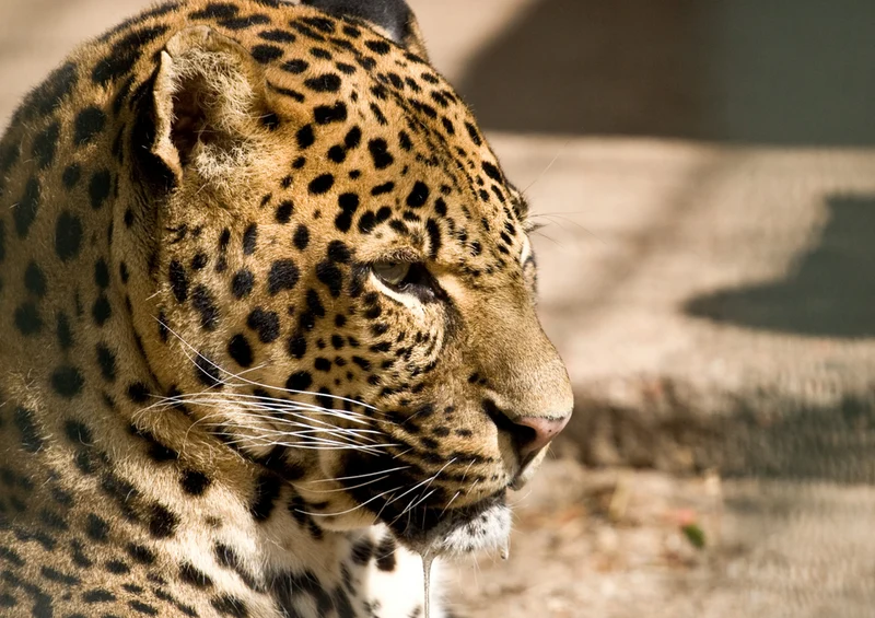 73531 Tierwelt - Leopard Puzzle